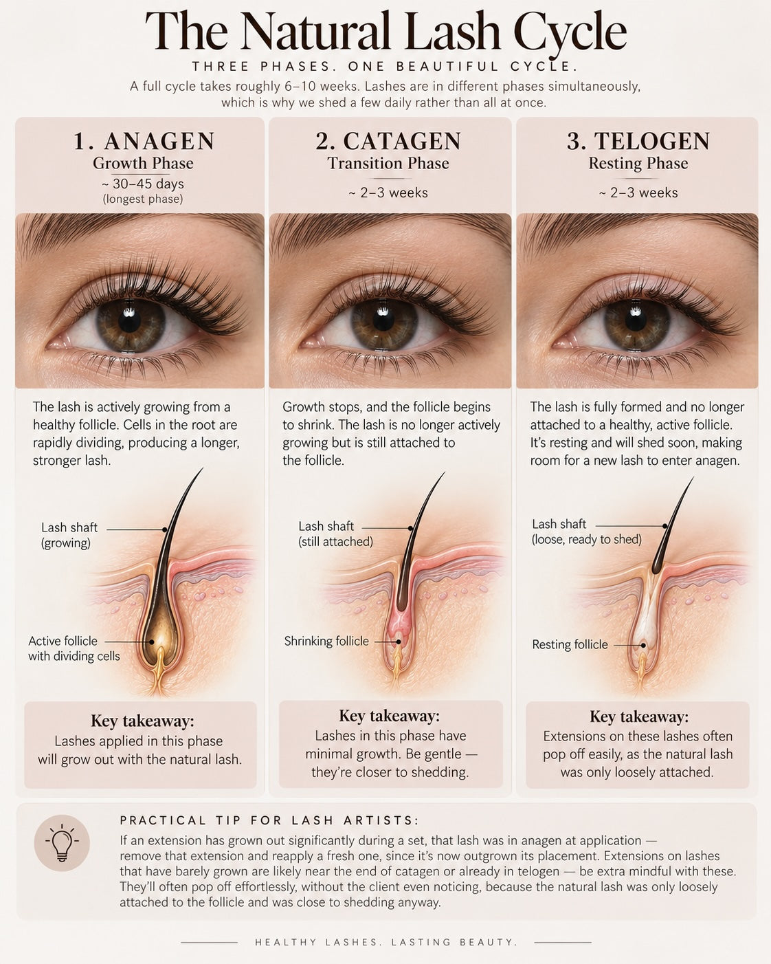 The Natural Lash Cycle: What Every Lash Artist Needs to Know