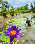 Blue Lotus Flower (Dried)